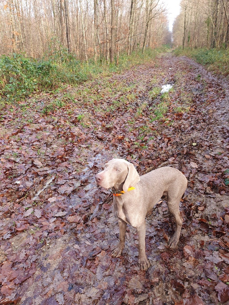 Des Roselières Du Prieuré - Chiots disponibles - Braque de Weimar